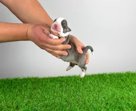 Bizzy - Australian Shepherd Puppy for sale