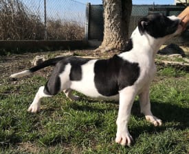 Abhnt-Caroline - American Bully - Exotic Angebotener Welpe