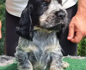 Zen (blue-roan And Tan)  - Englischer Cocker Spaniel Angebotener Welpe