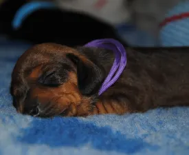 Olíva - Teckel Chiot à vendre