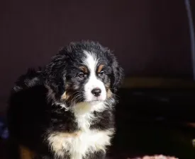 Winstead Ode To The Western Sky - Miniature American Shepherd Puppy for sale