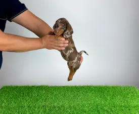 Dorax - Dachshund Puppy for sale