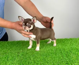 Wynia - Chihuahua Angebotener Welpe