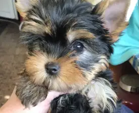 Larissa - Yorkshire Terrier eladó kiskutya