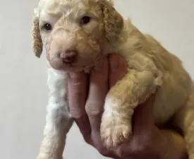 Barbarossa - Spanyol vízikutya eladó kiskutya