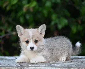 Krókusz - Pembroke Welsh Corgi eladó kiskutya