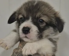 Kis Gróf - Pembroke Welsh Corgi eladó kiskutya