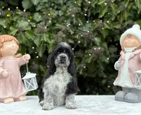 Dream Of Aurora - Amerikai cocker spániel eladó kiskutya