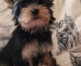 Wizzard - Yorkshire Terrier eladó kiskutya