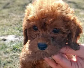 Eva - Labradoodle eladó kiskutya