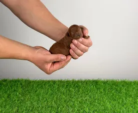 Namba - Trpasličí pudl Štěně na prodej