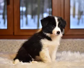 Lark Ascending Aria - Border Collie Puppy for sale