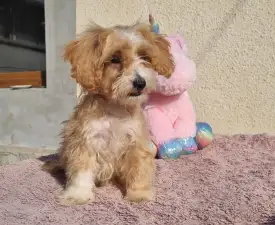 Folti - Maltipoo Angebotener Welpe