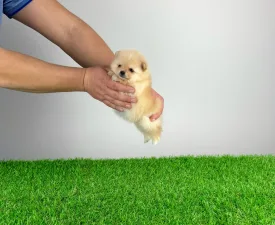 Unicorn - German Pomeranian Spitz Puppy for sale