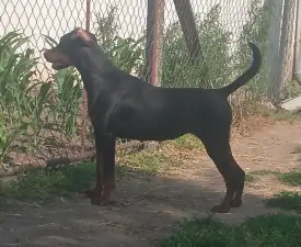 Josera - Dobermann eladó kiskutya