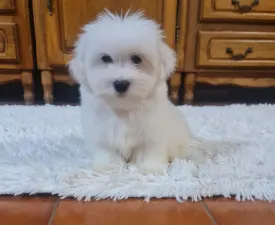 Glendon - Coton de Tulear eladó kiskutya