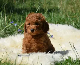 Pinot Blanc - Poodle Medium Puppy for sale