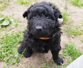 Ciprus - Mudi Puppy for sale