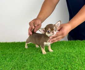 Stella  - Chihuahua Angebotener Welpe