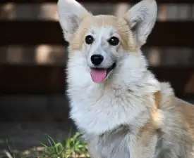 Ízisz - Welsh Corgi Pembroke Puppy for sale