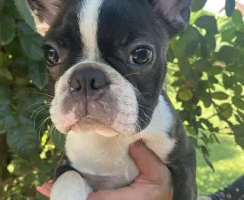 Carlos - Boston Terrier Angebotener Welpe