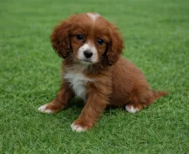 Cavapoo F Ema - Cavapoo Angebotener Welpe