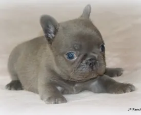 Lucy - Französische Bulldogge Angebotener Welpe