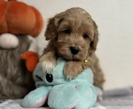 Bruce  - Maltipoo eladó kiskutya