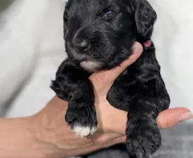 Bella - Portugiesischer Wasserhund Angebotener Welpe