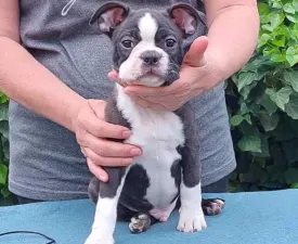 Joker - Boston Terrier Puppy for sale