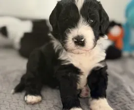 Baltazar - Portugiesischer Wasserhund Angebotener Welpe