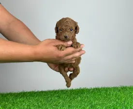 Vesta - Poodle Toy Puppy for sale