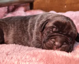 Amore Redentore Antrax - Cane Corso Italiano Puppy for sale