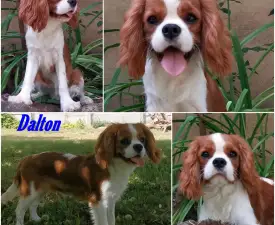Dalton - Cavalier King Charles spániel eladó kiskutya