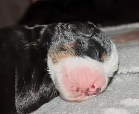 Stella - Bernese Mountain Dog Puppy for sale