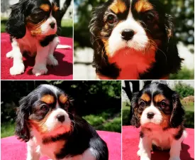 Angelina - Cavalier King Charles Spaniel Puppy for sale