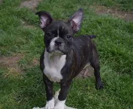 Julia - Boston Terrier Puppy for sale