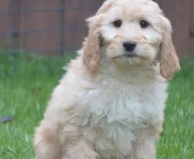Goofy - Goldendoodle Puppy for sale