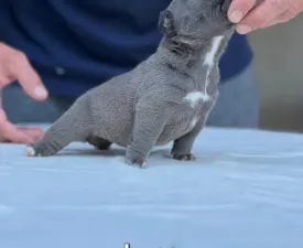 Luna - Amerikai Bully - Pocket eladó kiskutya