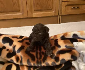 Betyár - Romagna Water Dog Puppy for sale