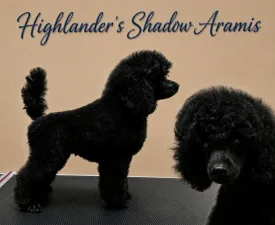 Highlanders Shadow Aramis - Törpe uszkár eladó kiskutya