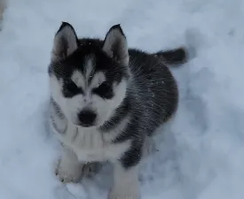 Zafír Of Polar Moonlights - Siberian Husky Puppy for sale