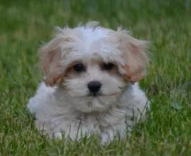 Rien - Maltipoo Puppy for sale