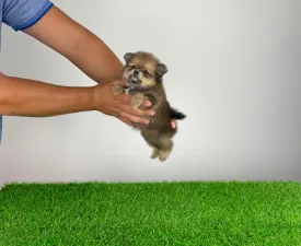 Nancy - Pomeranian eladó kiskutya