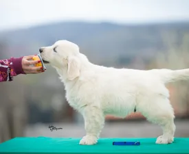 Blue Boy - Golden Retriever Puppy for sale
