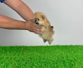 Koki - German Pomeranian Spitz Puppy for sale