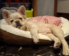 Nepomuk (fluffy) - Francia bulldog eladó kiskutya