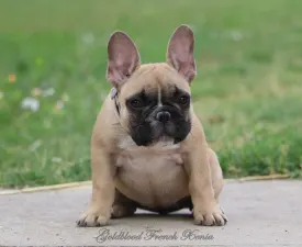 Bársonyka - French Bulldog Puppy for sale