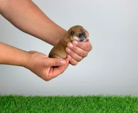 Risa - Shiba Angebotener Welpe