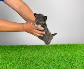 Opera - Čivava Štěně na prodej